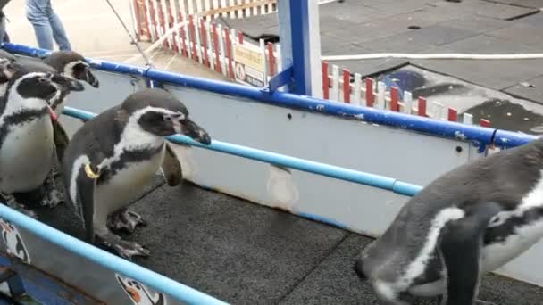 Забавные пингвины спускаются по коридору к загону в зоопарке Као Хео Таиланд — стоковое видео