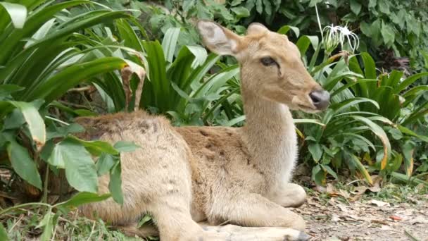 Beautiful deer sit in green bushes. Hand deer in zoo khao kheo, Pattaya, Thailand — Stock Video