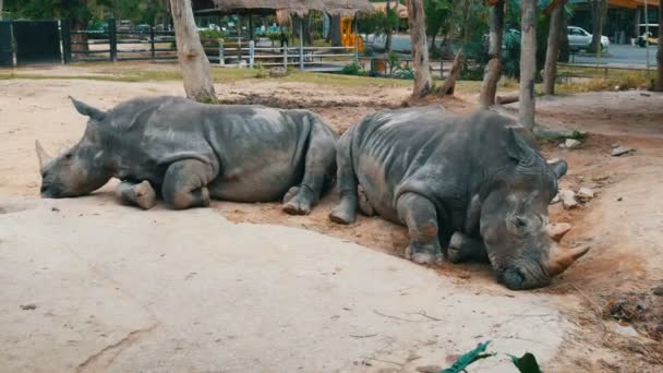 Rhino ligger på marken i djurparken khao kheo Thailand — Stockvideo