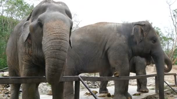 Elefantes indios comen hierba detrás de una valla en el zoológico — Vídeo de stock
