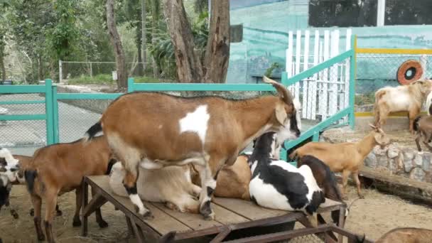 Keçi çiftliğinde keçi sürüsü — Stok video