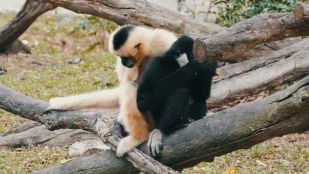 Schwarz-weißer Gibbon sitzt auf Ast — Stockvideo