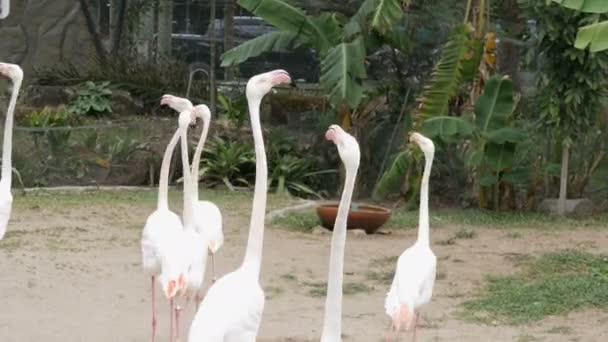 Manada de flamencos blancos camina sobre un estanque en el zoológico — Vídeo de stock