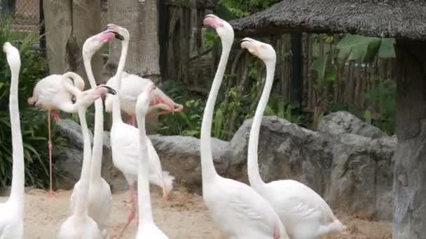白いフラミンゴの群れ、動物園の池の上を歩く — ストック動画