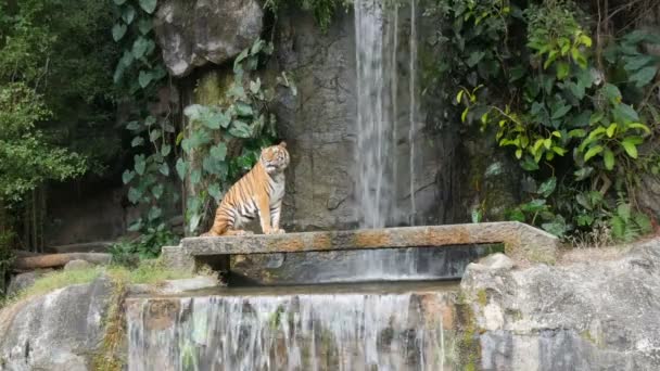 美丽的雄伟的老虎在风景如画的瀑布的背景下 — 图库视频影像