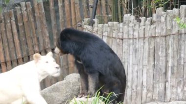 Beyaz dişi aslan ve siyah Himalaya ayı hayvanat bahçesinde bir kafes içinde