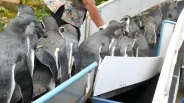 Komik penguen Hayvanat Bahçesi kao kheo Tayland padok koridordan aşağı gitmek