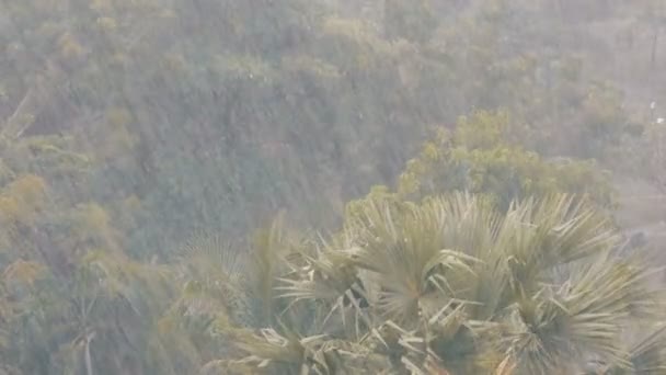 Parede de chuva tropical muito forte. Palmeiras e árvores na chuva — Vídeo de Stock