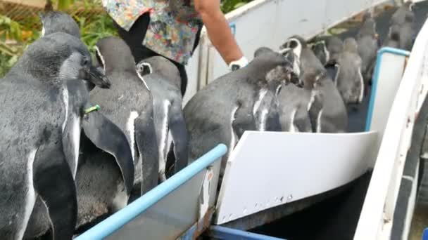 Drôle de pingouins descendent le couloir vers le paddock dans le zoo kao kheo thailand — Video