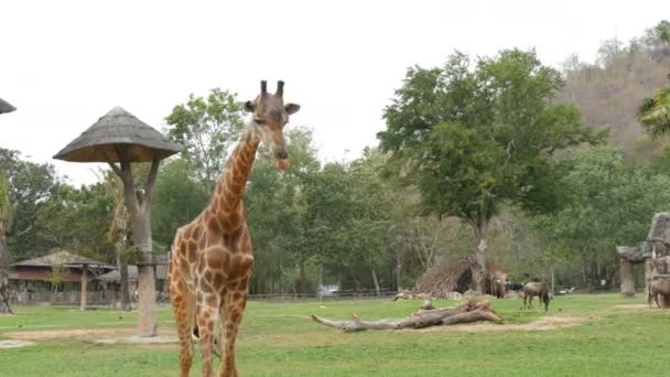Zwierzęta afrykańskie sawanny pasą się na Polanie w świecie słynnej khao kheo zoo w Tajlandii. Żyrafy, bawoły, strusie — Wideo stockowe