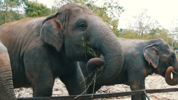 Elefantes indios comen hierba detrás de una valla en el zoológico — Vídeo de stock