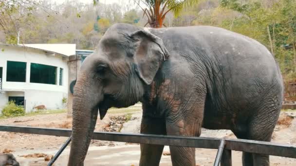 Elefante en zoológico khao kheo Tailandia — Vídeo de stock
