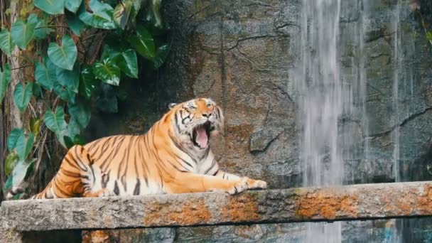 Όμορφο majestic τίγρη στο φόντο των γραφικό καταρράκτη — Αρχείο Βίντεο
