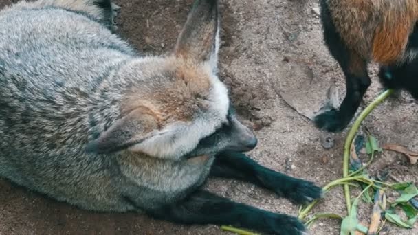 Famille de renards des cavernes dans l'enceinte du zoo khao kheo — Video