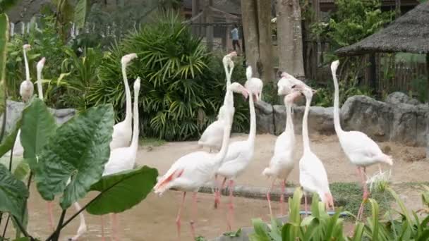 Stormo di fenicotteri bianchi cammina su uno stagno nello zoo — Video Stock