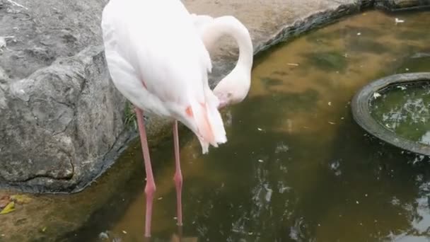 Fenicotteri bianchi camminano su uno stagno nello zoo — Video Stock