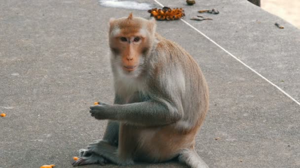 Macaco senta-se na rua e come — Vídeo de Stock