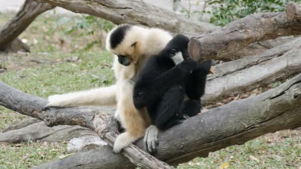 Black and white gibbon are sitting on branch — Stock Video