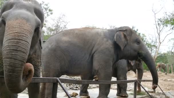 Индийские слоны едят траву за забором в зоопарке — стоковое видео