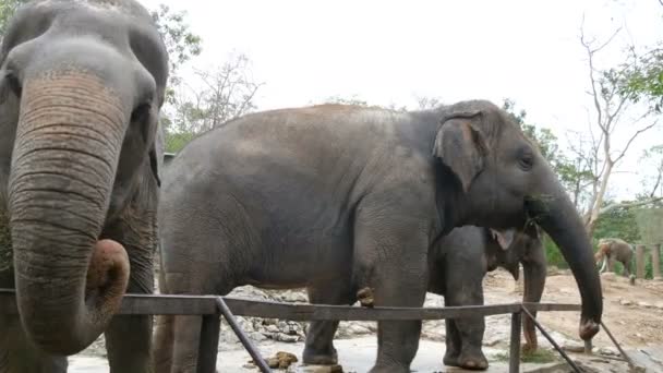 Indian elephants eat grass behind a fence at zoo — Stock Video