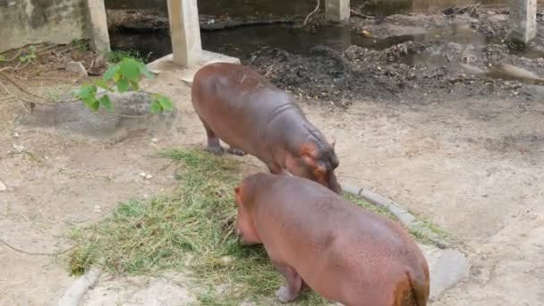 Les hippopotames mangent de l'herbe au zoo 