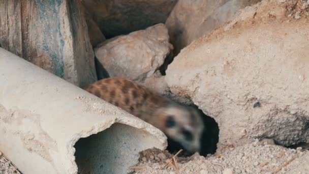 Αστεία meerkat ή suricate κοντά σε burrows στο ζωολογικό κήπο — Αρχείο Βίντεο