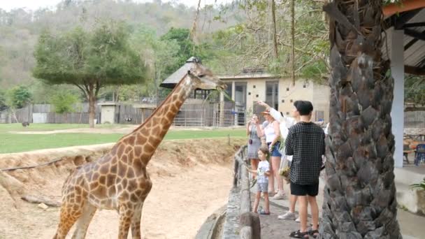 Si Racha, Thaiföld - 2018. január 11.: Turisták etetik a kezét a zsiráf az állatkertben khao kheo — Stock videók