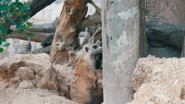 Zabawny meerkat lub suricate w pobliżu nory w zoo — Wideo stockowe