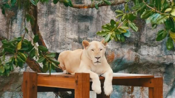Красивая белая львица сидит под ветвями зеленого дерева в зоопарке Кхао Кхео Таиланд — стоковое видео