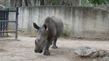 Si Racha, Tayland - 11 Ocak 2018: Gergedan dünya ünlü hayvanat bahçesi khao kheo yürür