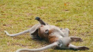 Maymunlar mücadele ya da sokakta oyun