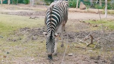 Zebra khao kheo Hayvanat Bahçesi, Tayland bir çayır grazes