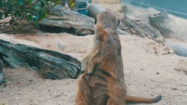 Komik çöl faresi veya suricate burrows Hayvanat Bahçesi yakınındaki