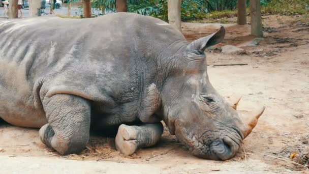 Rhino лежить на землі в зоопарку khao kheo Таїланд — стокове відео
