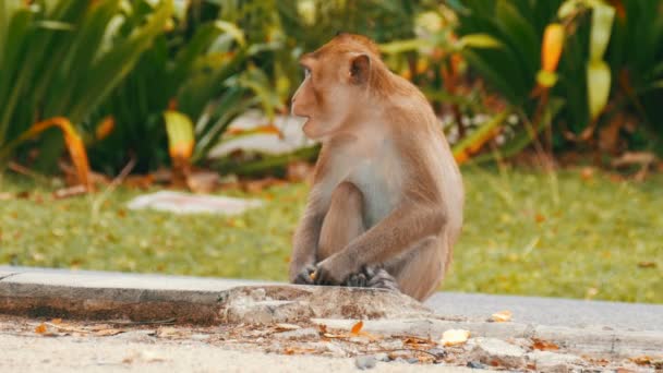 Małpa siedzi tuż przy ulicy i zjada — Wideo stockowe