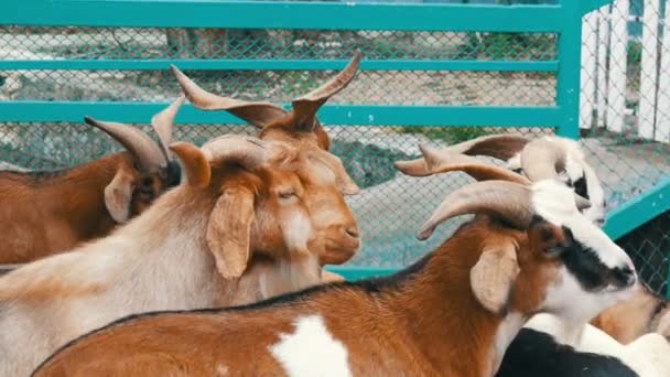 Herd of goats on goat farm — Stock Video