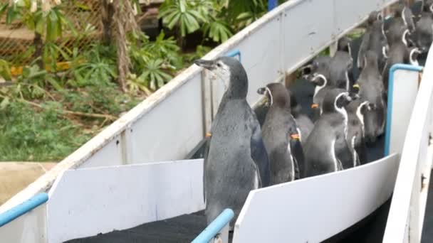 Divertidos pingüinos bajan por el pasillo hasta el paddock en zoo kao kheo thailand — Vídeo de stock