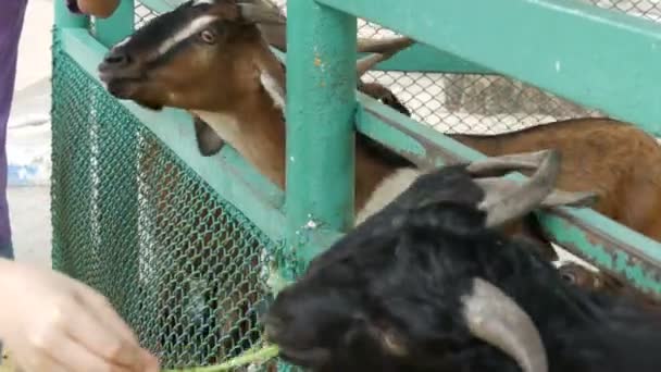 Cabras engraçadas comem grama diretamente das mãos — Vídeo de Stock