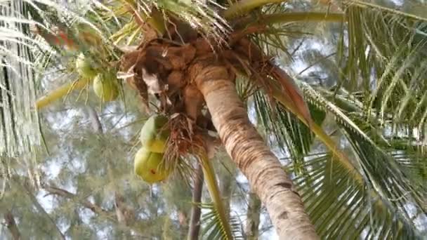 Coconut tree on beach. Large green coconuts on a palm tree close up view from below — Stock Video
