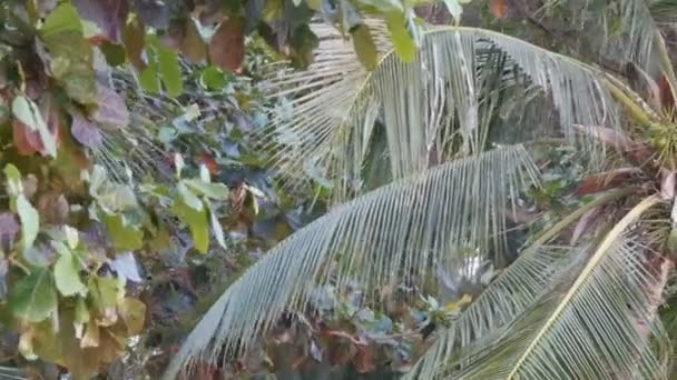 Albero di cocco sulla spiaggia. Grandi noci di cocco verdi su una palma vista da vicino dal basso — Video Stock