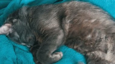 Gri kedi üzerinde mavi battaniye uyku