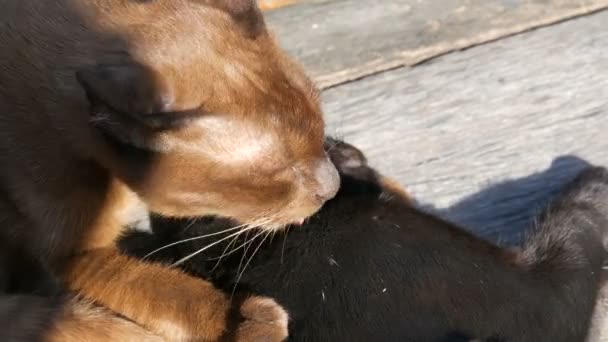 Brown e gatto nero giocato mordere leccarsi all'aperto sotto i raggi del sole — Video Stock