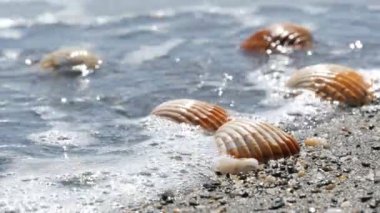 Bir dalga yıkamak güzel kabartma deniz kabuklarını