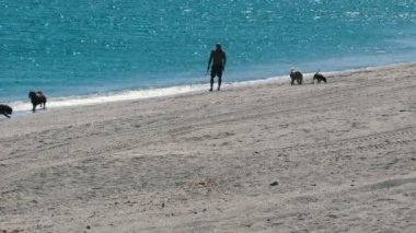 Siluet açık çerçevede bir sahilde köpeklerini ile oynayan bir adam, Akdeniz'in mavi