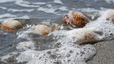 Bir dalga yıkamak güzel kabartma deniz kabuklarını