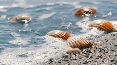 Deniz, kum plaj, dalgalar kabukları üzerinde sıçrama. Tropikal bir plajda güzel deniz kabuklarını. Seyahat kavramı