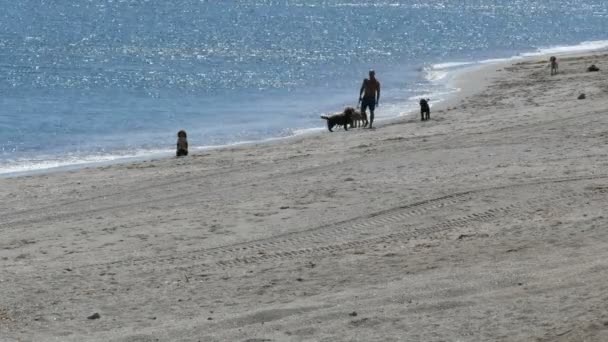 Siluet açık çerçevede bir sahilde köpeklerini ile oynayan bir adam, Akdeniz'in mavi — Stok video