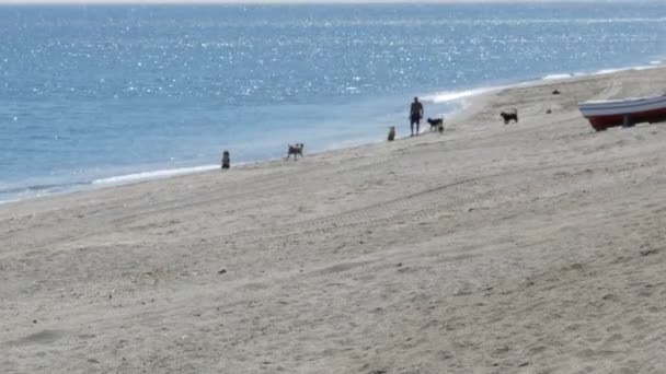 Silhouette of a man who plays with his dogs on beach against a background of clear, blue Mediterranean Sea — Stock Video