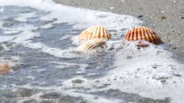 Lindos conchas de alívio que lavam uma onda — Vídeo de Stock