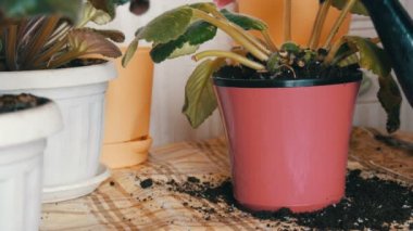 Mavi eldiven eller Menekşe ev çiçekleri yeni güzel tencere nakli. Vintage sulama çiçek sulama için pot